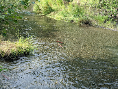 Salmon Viewing at Moose Creek