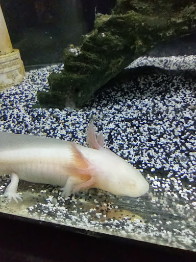 Pet Store «Fins Feathers Paws & Claws», reviews and photos, 436 Main St, Harleysville, PA 19438, USA