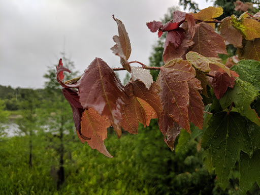 Park «Kapok Park», reviews and photos, 2950 Glen Oak Ave N, Clearwater, FL 33759, USA