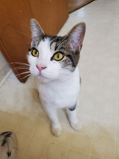 Pet Store «Next to Nature», reviews and photos, 1624 Tacoma Ave S, Tacoma, WA 98402, USA