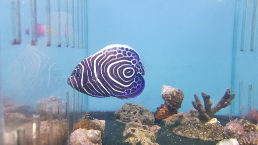 Pet Store «Fontana Tropical Fish & Pets», reviews and photos, 9830 Sierra Ave, Fontana, CA 92335, USA