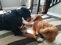 No Place Like Home Pet Sitting, LLC - Photo 2 - Car repair in , Pittsburgh