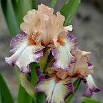 Photo n° 3 de l'avis de Martin. fait le 04/05/2018 à 16:33 pour Iriseraie de Papon à Laplume