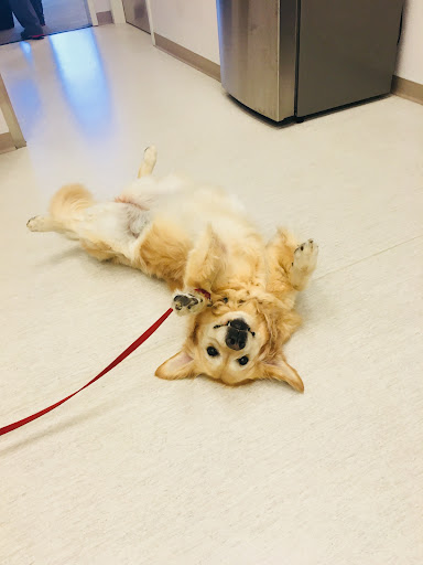PETS Referral Center image