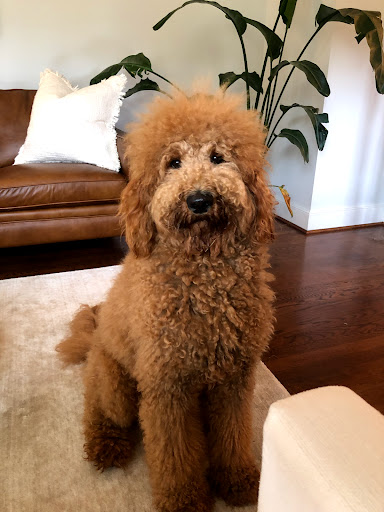 Pet Supply Store «Ridge Dog Shop», reviews and photos, 1505 N Parham Rd, Richmond, VA 23229, USA