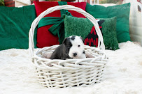 Savannah Rae Photography LLC - Photo 3 - Car repair in , Flint