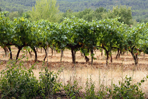 Domaine de la Batelière - Philippe Chabas à Saint-Maximin