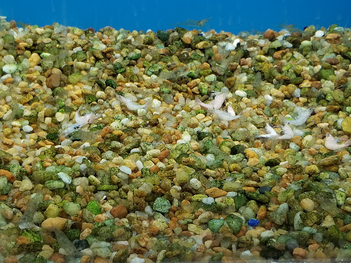 Pet Supply Store «Pet Supermarket», reviews and photos, 800 Sebring Square.., Sebring, FL 33870, USA