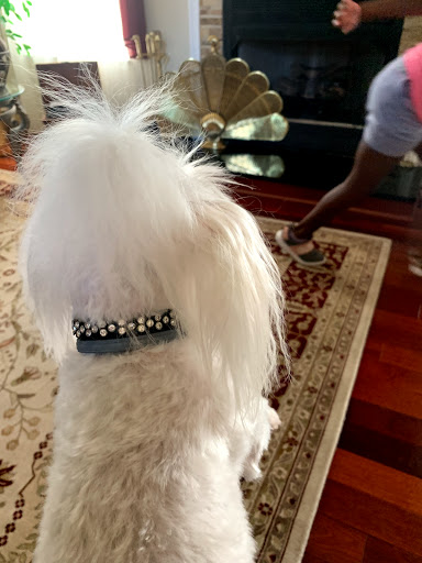 Pet Supply Store «Petco Animal Supplies», reviews and photos, 9700 Midlothian Turnpike, Richmond, VA 23235, USA