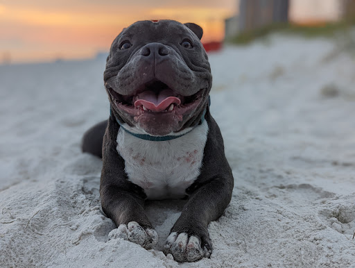 Pet Supply Store «Highland Pet Supply», reviews and photos, 1186 North Highland Avenue Northeast, Atlanta, GA 30306, USA