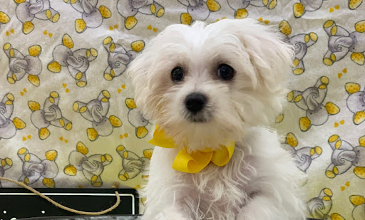 Pet Store «Happiness Is Pets», reviews and photos, 15 W Golf Rd, Arlington Heights, IL 60005, USA