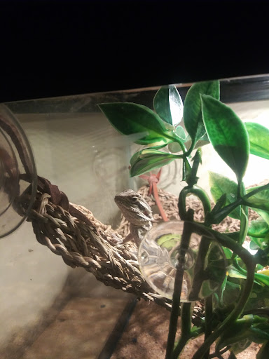 Pet Supply Store «PetSmart», reviews and photos, 1705 N Bechtle Ave, Springfield, OH 45504, USA