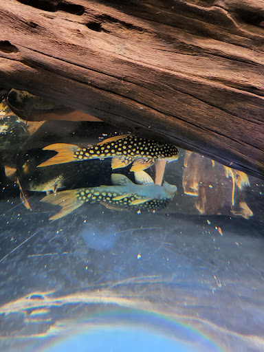 Aquarium Shop «Total Fish & Pets», reviews and photos, 137 Valley Blvd, Alhambra, CA 91801, USA