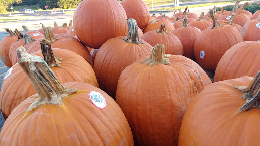 Home Improvement Store «Tractor Supply Co.», reviews and photos, 10 Ryan Blvd NE, Cartersville, GA 30121, USA