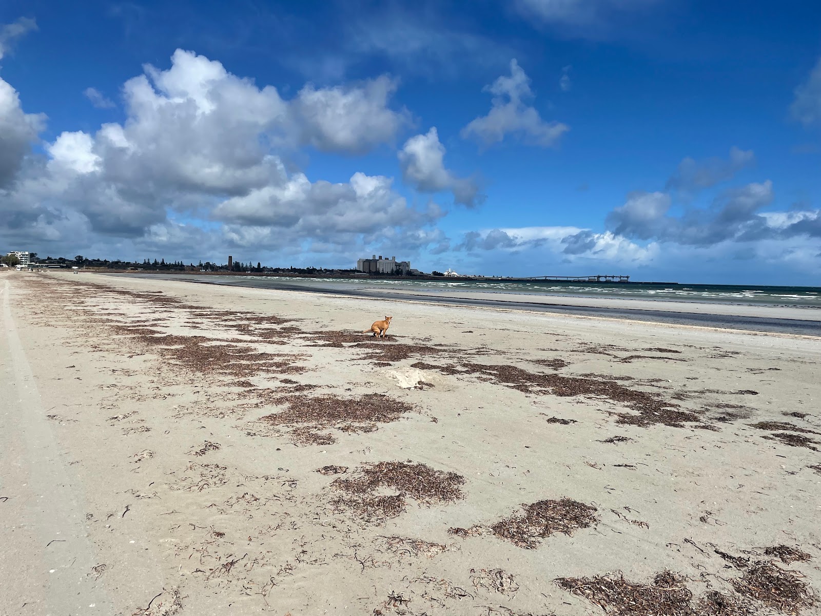 Foto di North Beach Foreshore con una superficie del sabbia luminosa