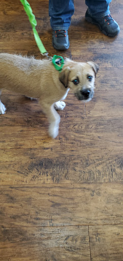 Pet Supply Store «EarthWise Pet Supply», reviews and photos, 7316 Yankee Rd, Liberty Township, OH 45044, USA