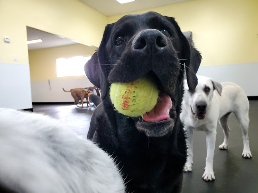 GOfetch image