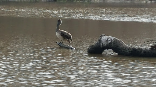 Park «Dwight D Eisenhower Park», reviews and photos, 13400 Aqueduct Rd, Houston, TX 77044, USA