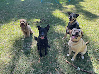 Everyday Companion Dog Services - Photo 3 - Car repair in , Milwaukee