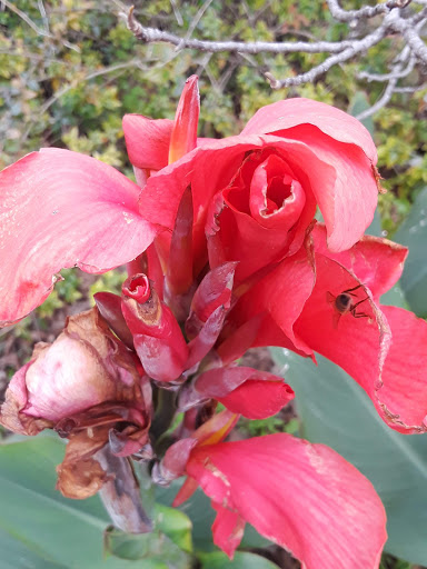 Florist «Mc Phail Florist & Greenhouse», reviews and photos, 605 Barton Springs Rd, Austin, TX 78704, USA