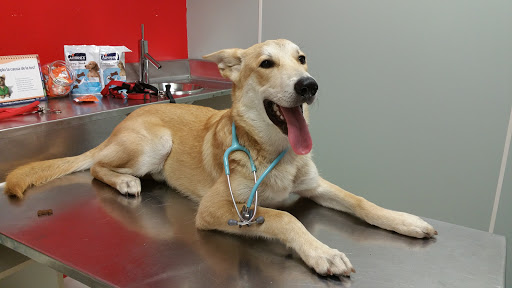 Hospital Clínico Veterinario Ultramar 24h en Ferrol
