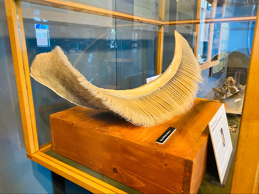 Museum «The Whale Museum», reviews and photos, 62 1st St, Friday Harbor, WA 98250, USA