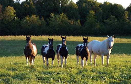 Diamond S Ranch Paint Horses