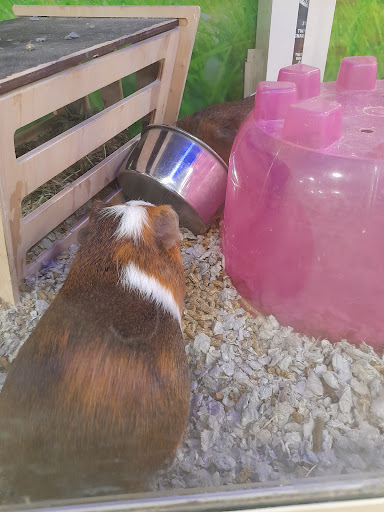 Pet Supply Store «PetSmart», reviews and photos, 1116 S Rochester Rd, Rochester Hills, MI 48307, USA