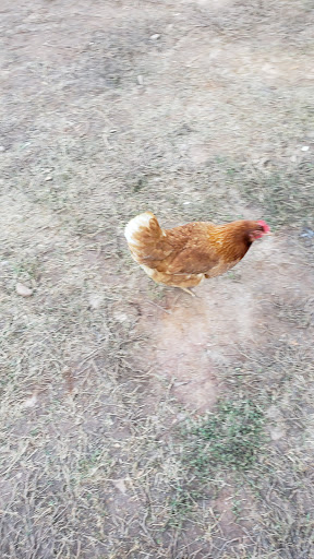 Christmas Tree Farm «Sleepy Hollow Farm & Escape Woods», reviews and photos, 628 Sleepy Hollow Rd, Powder Springs, GA 30127, USA