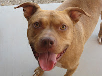 Precious Paws Pet Sitting - Photo 6 - Car repair in , Phoenix