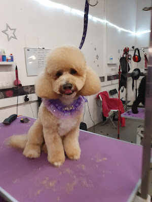 Ellie Rose dog grooming studio