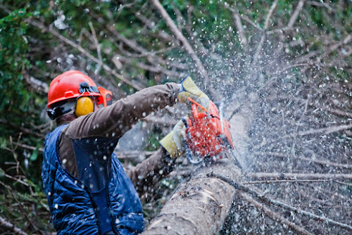  alt='I called Glenn about some overgrown trees hanging over my property'