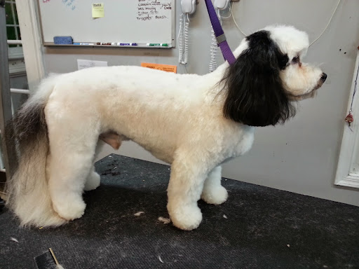 Pet Store «Canine Carousel», reviews and photos, 43135 Broadlands Center Plaza #129, Ashburn, VA 20148, USA