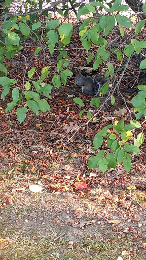 Park «Clasky Common Park», reviews and photos, Purchase St, New Bedford, MA 02740, USA