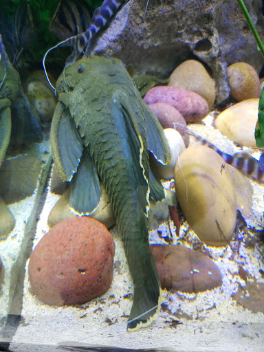 Tropical Fish Store «Xtreme Fish & Pets», reviews and photos, 11415 Bellaire Blvd # A, Houston, TX 77072, USA