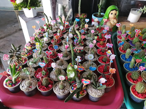 Floristerias especializadas en bonsai en Cancun