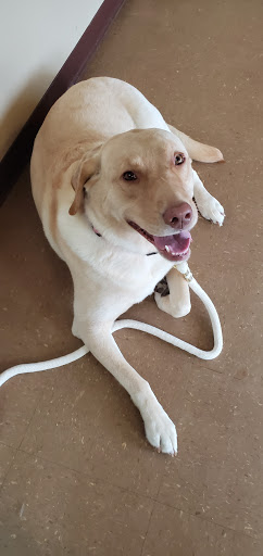 Companion Animal Hospital