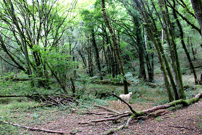 Le Panama à Druyes-les-Belles-Fontaines
