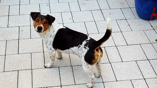 Tierarzt Aachen, Tierärztliches Zentrum für Chirurgie Dr. Kinzel Aachen unter Aachen, Nordrhein-Westfalen