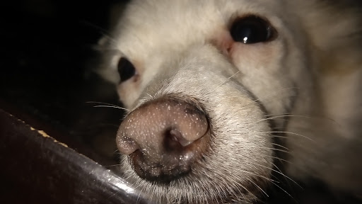 Pet Store «Pets Plus», reviews and photos, 5054 Old Taylor Mill Rd, Taylor Mill, KY 41015, USA