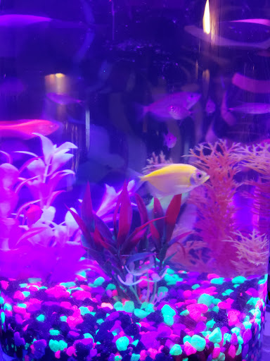 Pet Store «Odd Lot Pet Shop», reviews and photos, 7769 S Harlem Ave, Bridgeview, IL 60455, USA