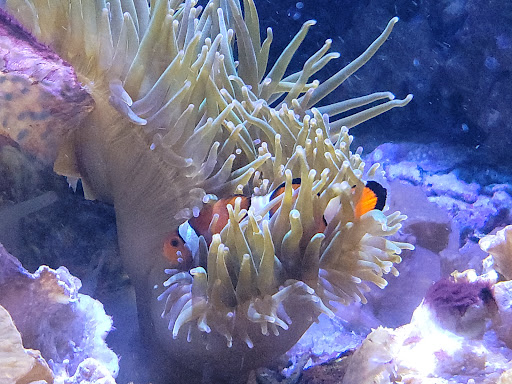 Aquarium «New England Aquarium», reviews and photos, 1 Central Wharf, Boston, MA 02110, USA