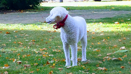 Amphitheater «American Fork Amphitheater», reviews and photos