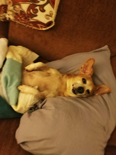 Pet Store «Pet Depot», reviews and photos, 22069 US-72 i, Athens, AL 35613, USA