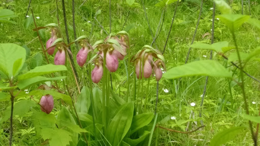 Park «Quaking Bog», reviews and photos, Theodore Wirth Pkwy, Minneapolis, MN 55411, USA
