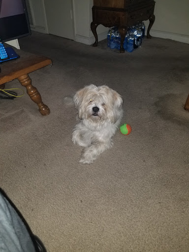 Pet Supply Store «Pet Supplies Plus», reviews and photos, 1411 S Stockton St, Lodi, CA 95240, USA