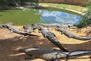 Kalimba Reptile Park image