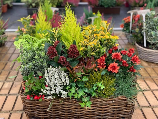 Dorley Plants & Flowers - Tuincentrum
