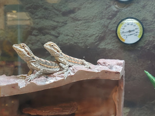 Pet Supply Store «Petco Animal Supplies», reviews and photos, 438 Southbridge St, Auburn, MA 01501, USA