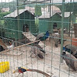 Photo n°3 de l'avis de ale.a fait le 31/03/2021 à 19:21 sur le  Azienda Agricola Fratelli Riboldi à Tregasio